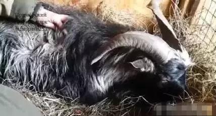 虎羊恋最后的结局,虎羊恋结局