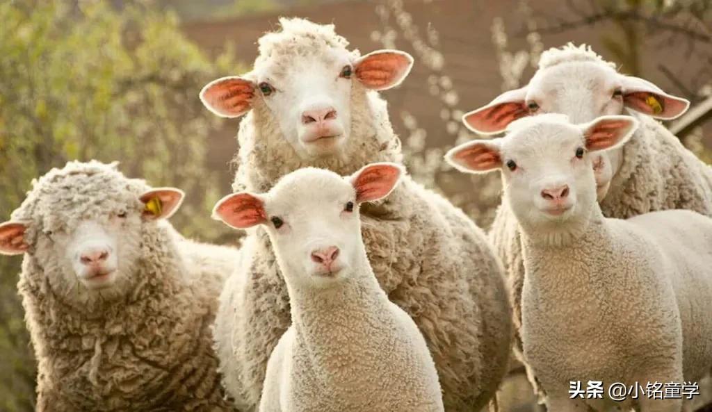 服装棉麻,棉麻毛丝衣服的洗涤说明