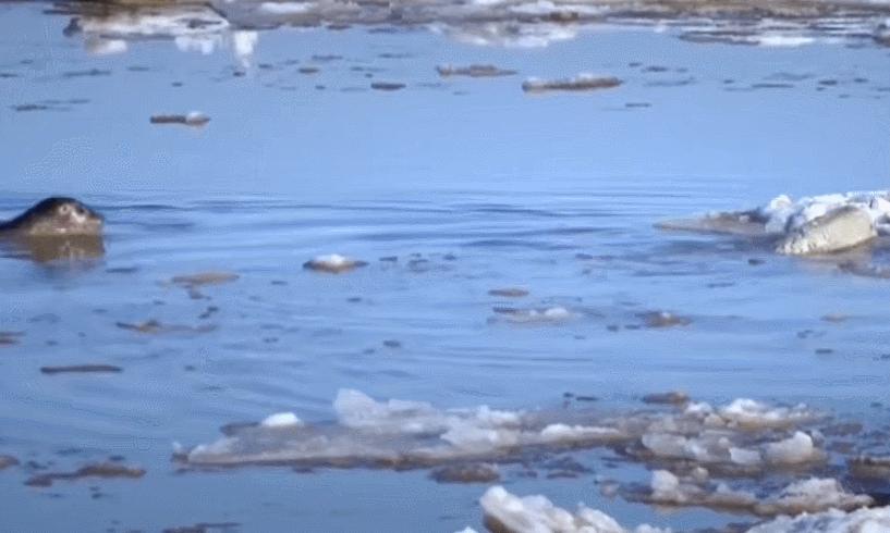 辽宁大连100头斑海豹幼仔遭猎捕,辽宁盘锦斑海豹罕见上岸晒日光浴