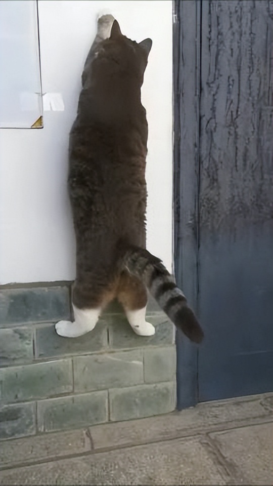 网友画“壁虎”想耍耍自家猫，可没想到…把全网的猫都给骗了