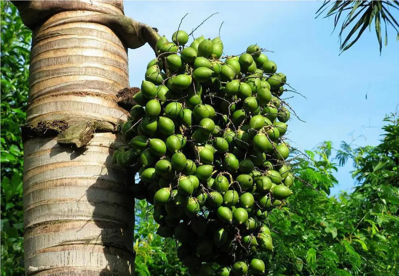 槟榔的危害原来这么大,槟榔的危害你知道有多大吗