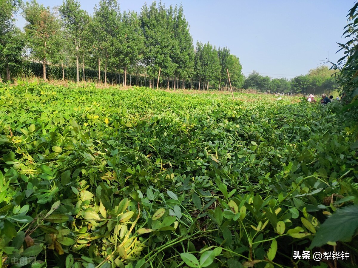 拔花生机械,拔花生娱乐