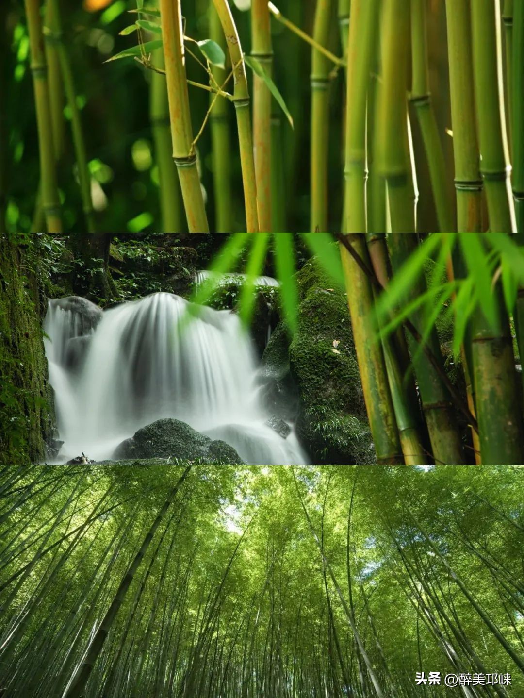 竹是风骨,平安竹养的如此茂盛