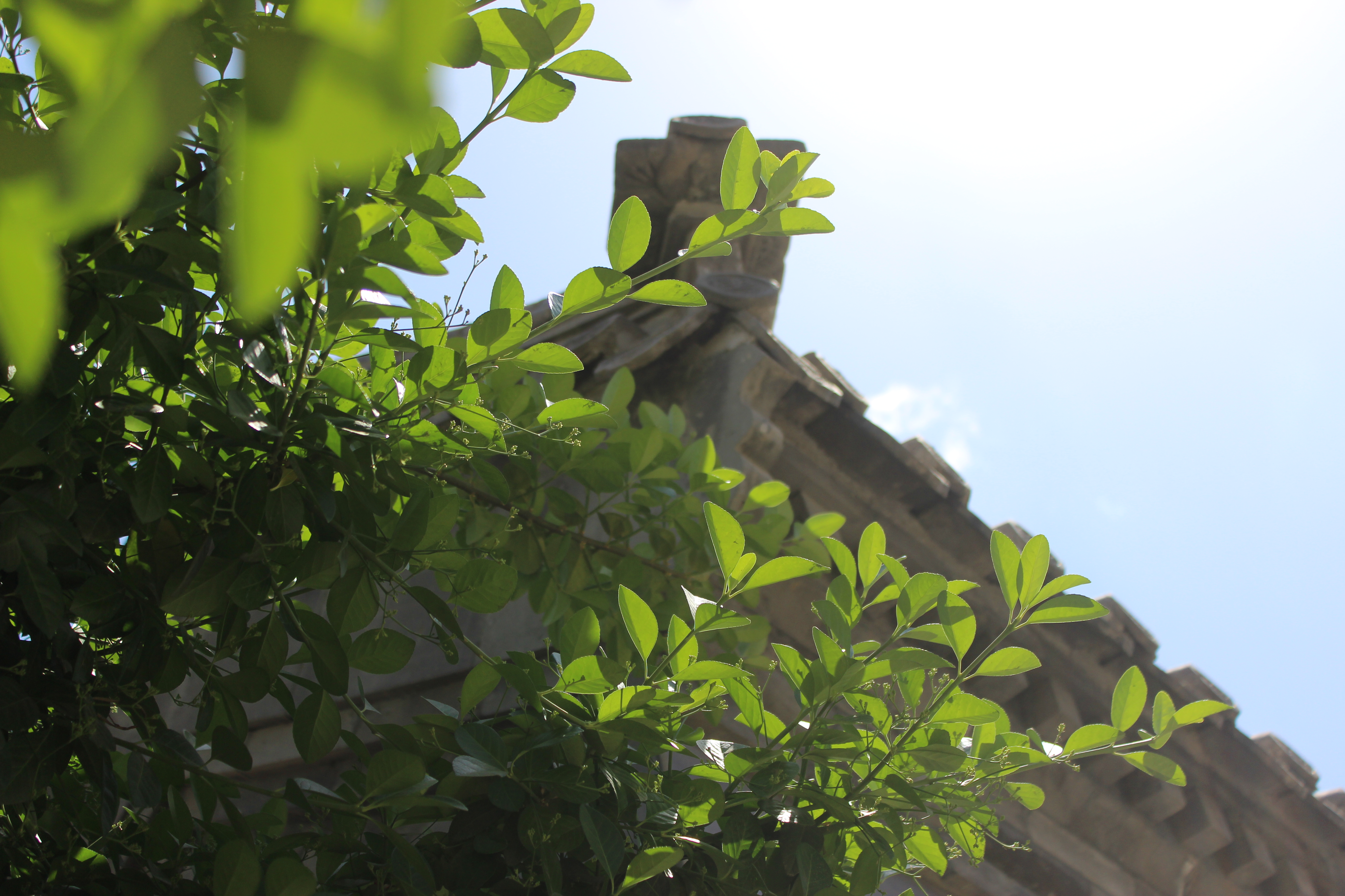 房产推荐和园,和园房子户型图大全