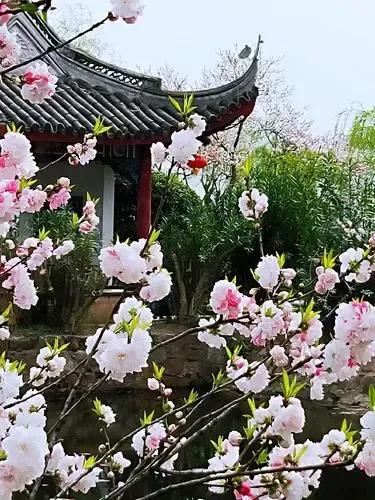 诗经桃夭的意思,诗经桃夭的意思是什么