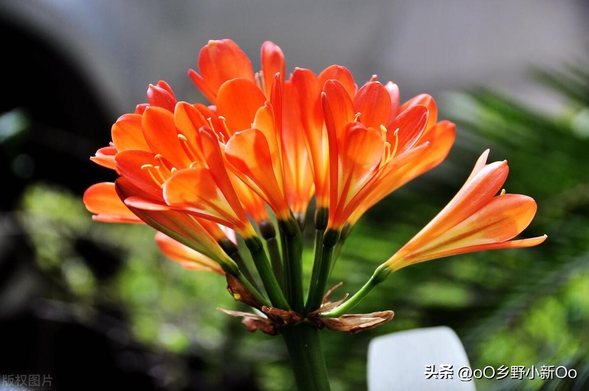 养君子兰老是烂根怎么办,养君子兰有好多小飞虫怎样治