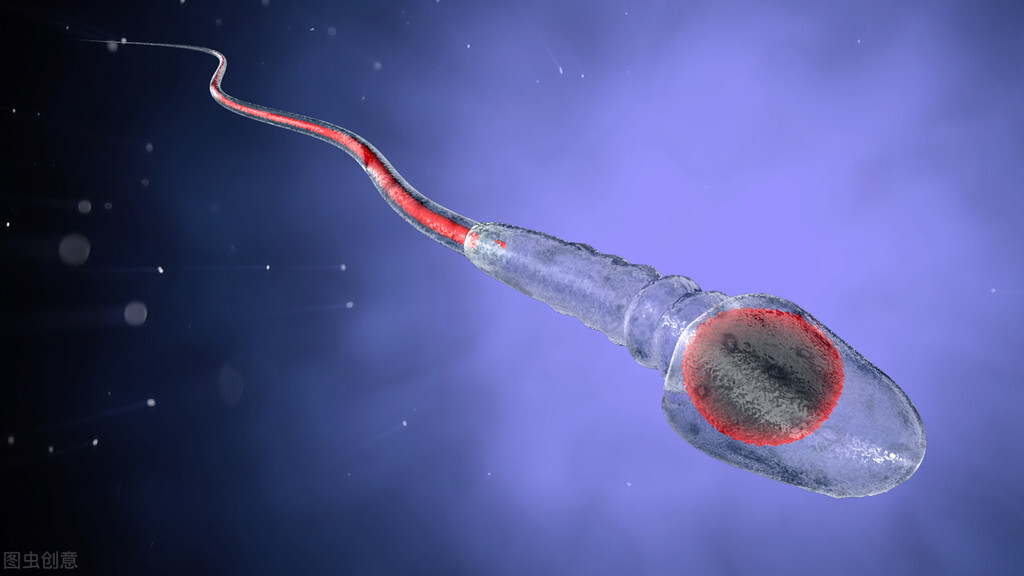 还在相信“生男生女药”?决定孩子性别的是爸爸的精子