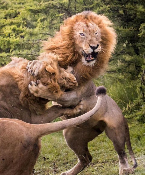 十大经典抓拍照片,100张绝美摄影照片