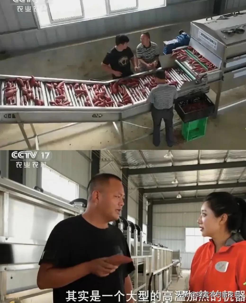 农村种植致富方法视频,红薯高产种植设备