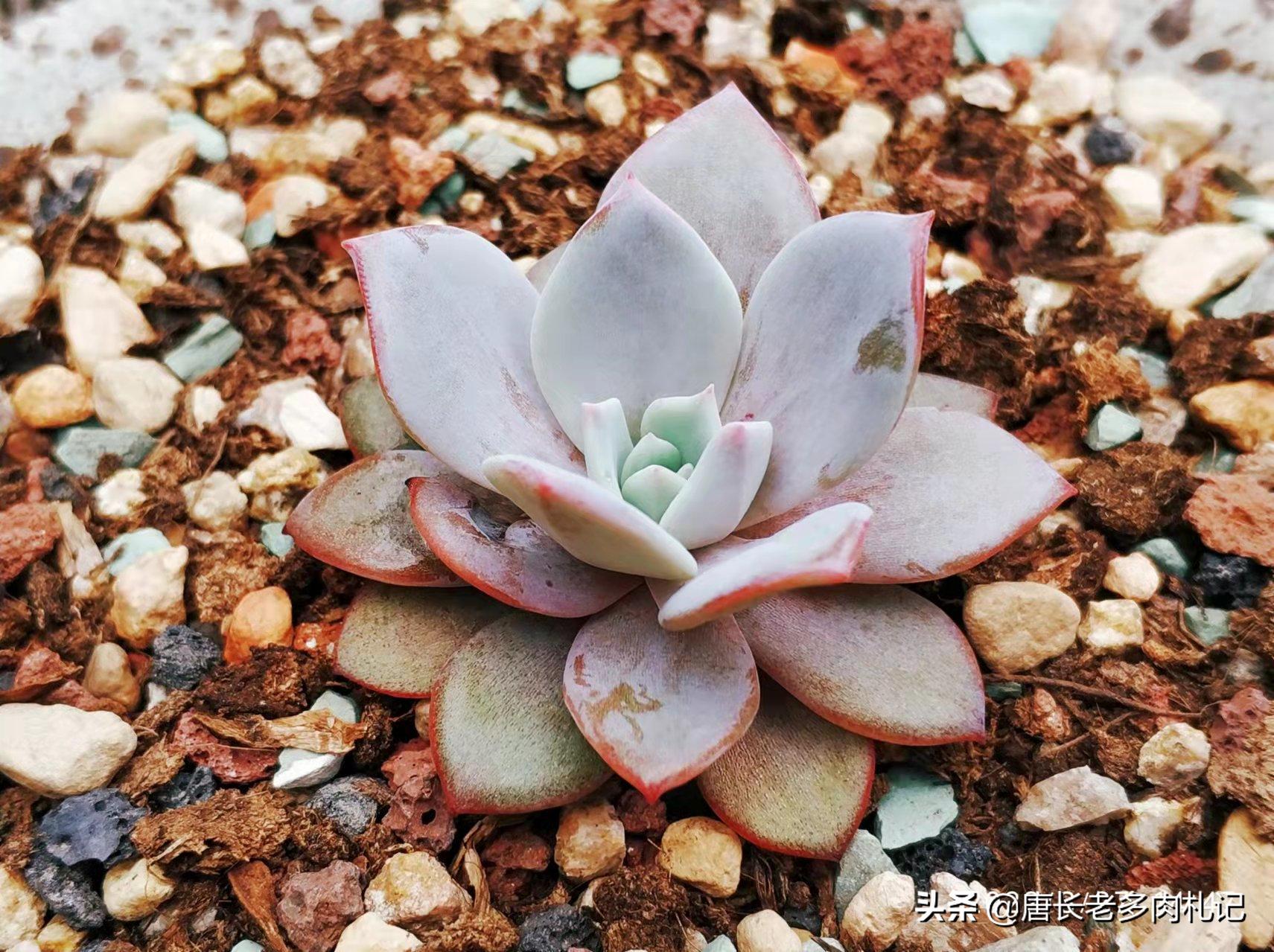 多肉叶插不用优芽素多久长根,多肉叶插不用营养液可以吗