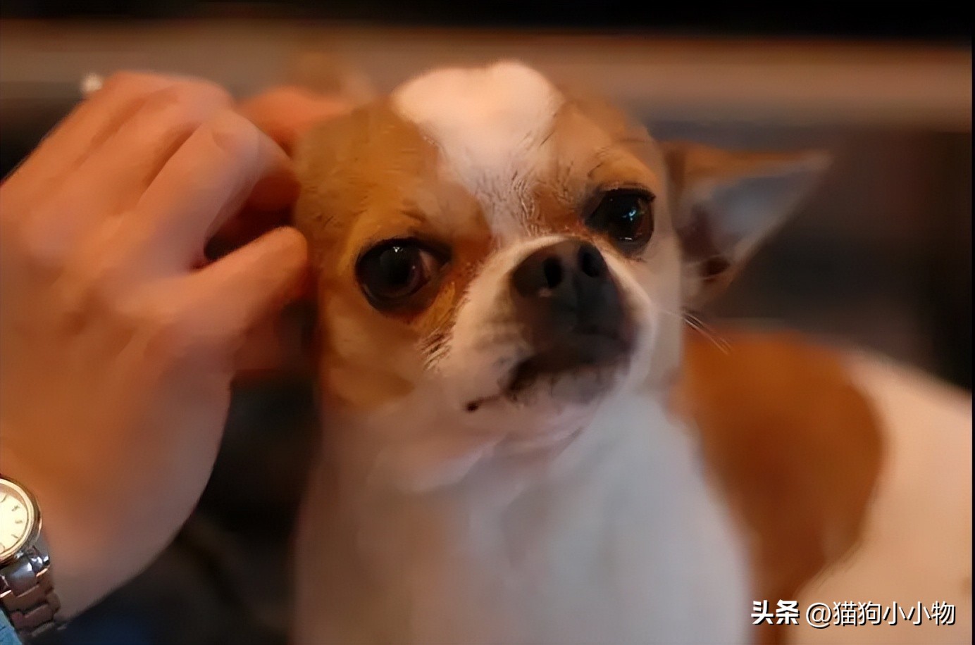 狗狗频繁点头是怎么了,狗狗频繁摇头耳朵却很干净