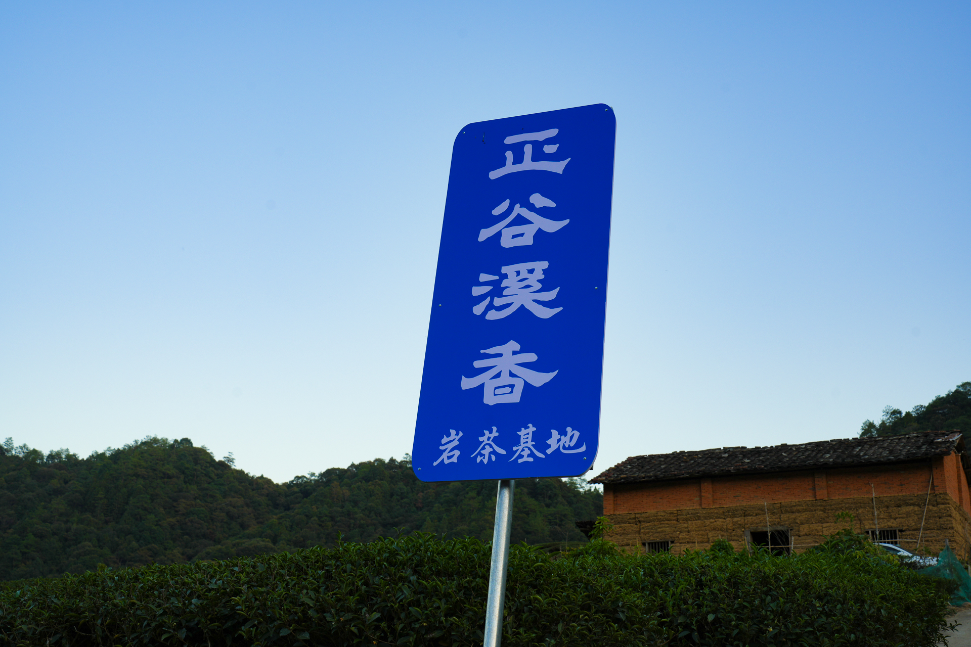 武夷山茶文化之旅,武夷山清香四溢茶