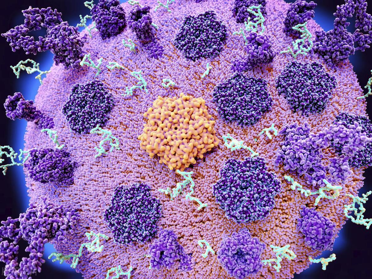 医生解答：蛋白质吃得好长寿少不了，蛋白质与中老年人长寿的联系