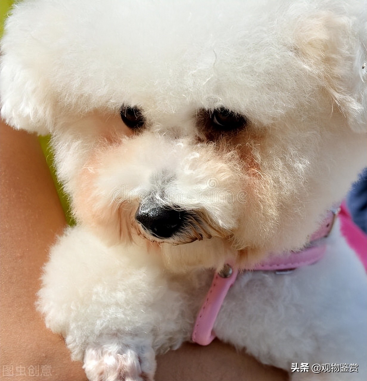 不易掉毛的狗狗有哪些,不容易掉毛的狗狗有哪些