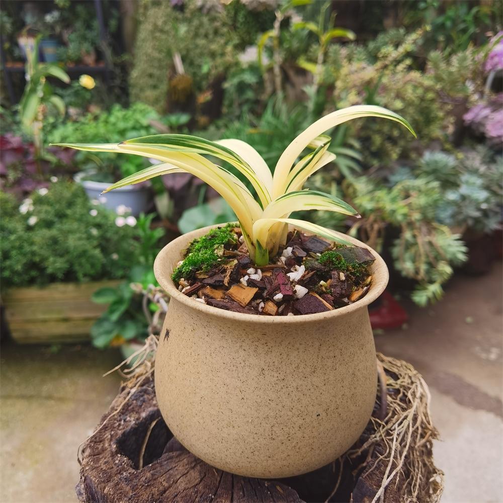鍥藉叞绉嶈嫍,灞变笢鍥藉叞绉嶈嫍
