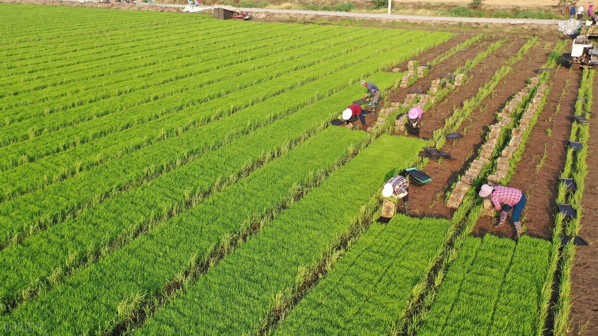 种粮补贴谁能领农业农村部回应了,种粮农民一次性补贴是补贴给谁