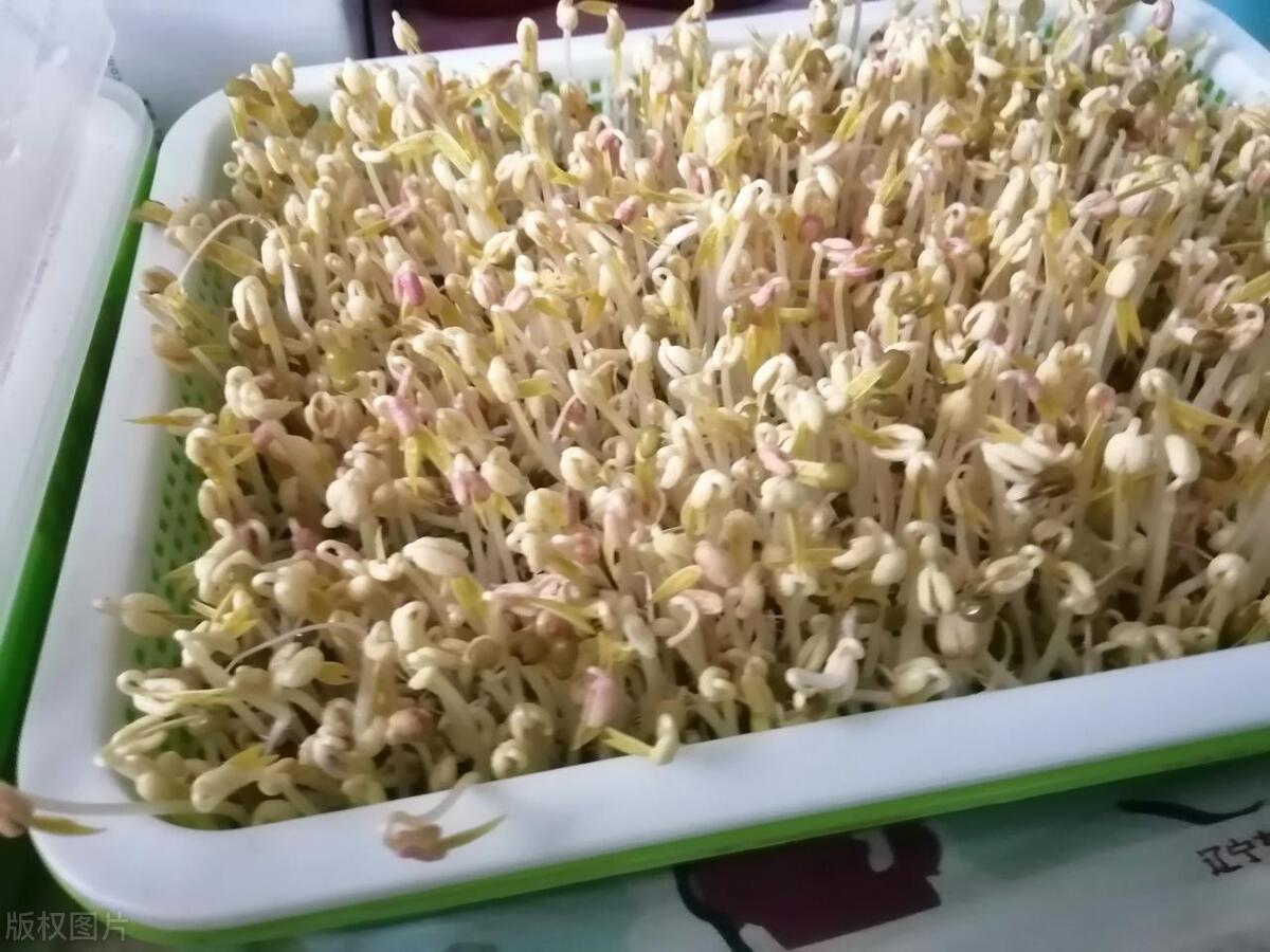 豆芽烂根是什么原因,家里豆芽烂了怎么快速补救