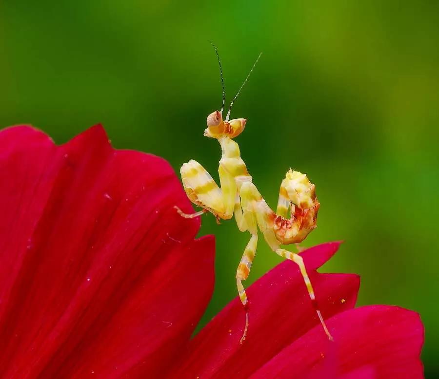 所有花的名称大全,认识各种花的寓意