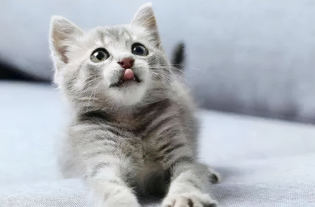 怎么断定猫咪身上有没有跳蚤,怎样判断猫咪身上有跳蚤