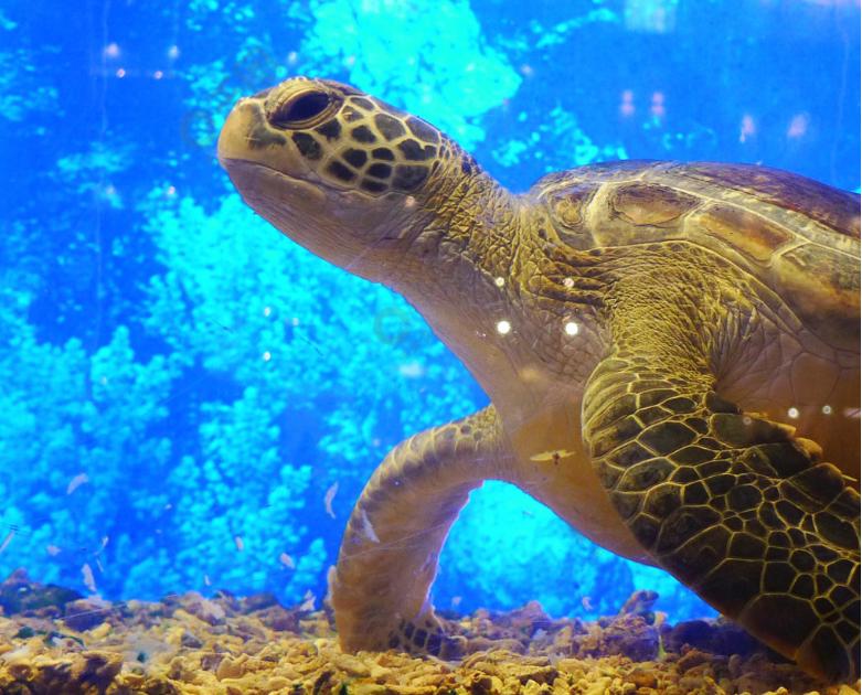 海龟适应陆地环境最根本的原因,海龟的颜色和生活习性还有天敌