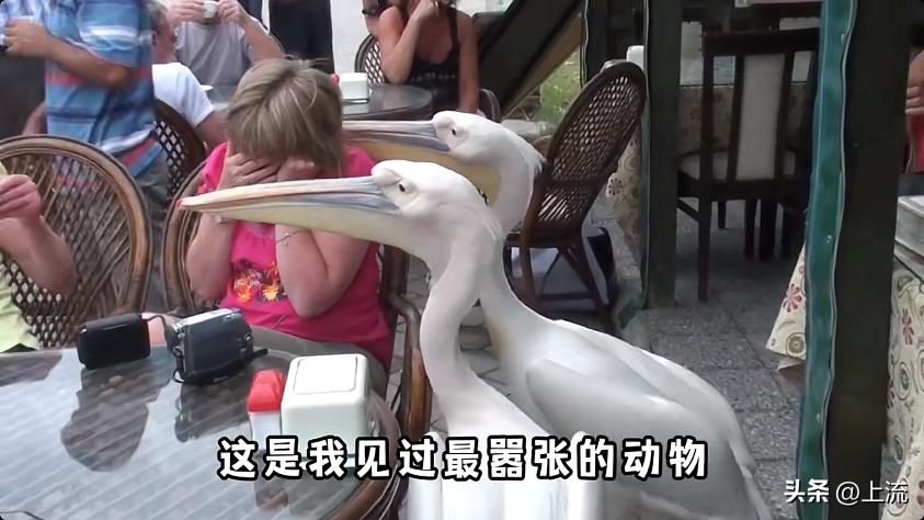 男孩景区遭鹈鹕灌顶,男孩被醍醐灌顶在什么景区