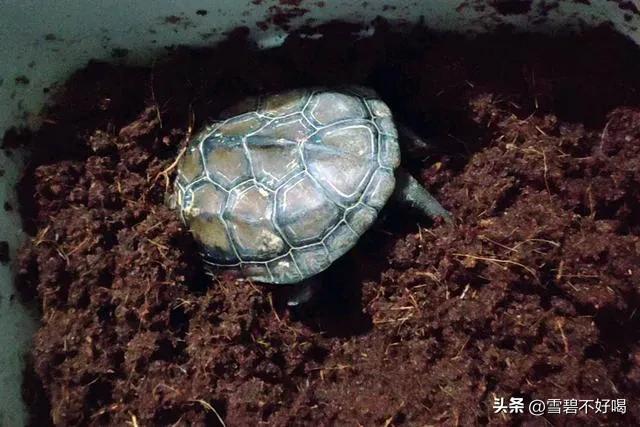 巴西乌龟冬眠最简单方法,乌龟冬眠方法及注意事项养龟必看