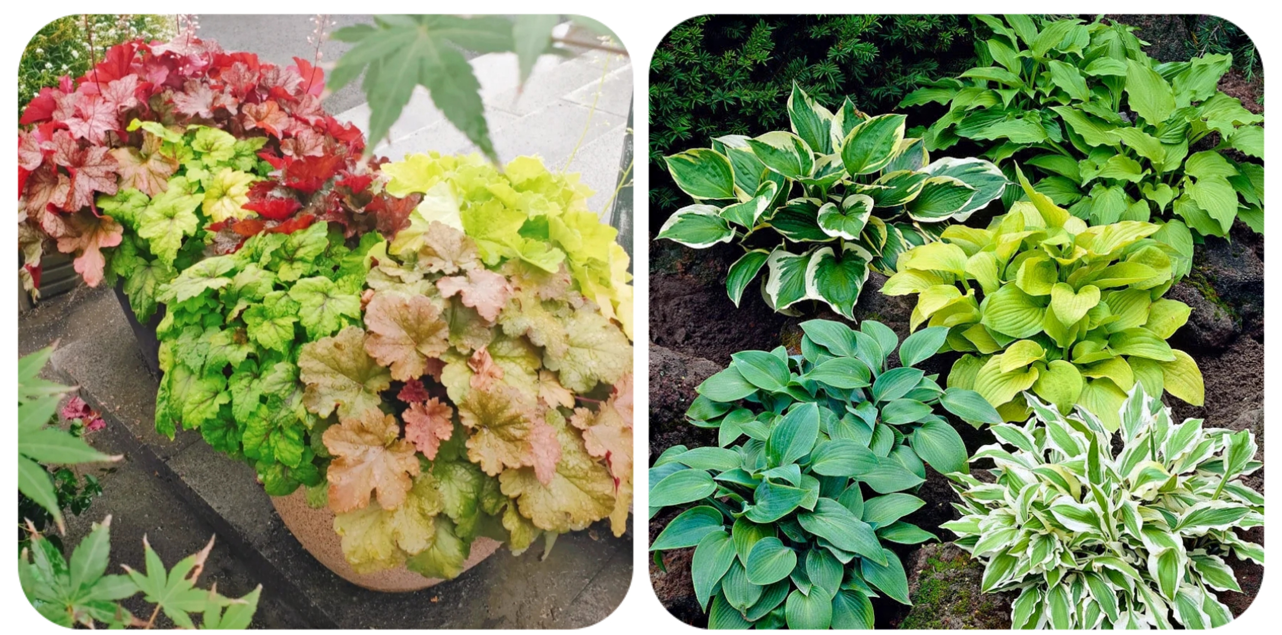 100个阳台养什么花好,100种阳台养的花草