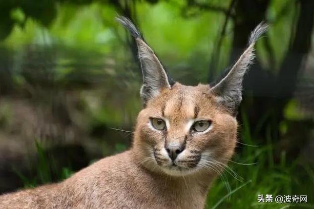 狸花短腿小猫咪可爱又萌的视频,狸花小猫咪怎么养得好看