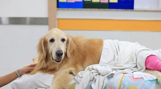 小狗对主人呜呜是什么意思,狗低声呜呜叫是什么意思