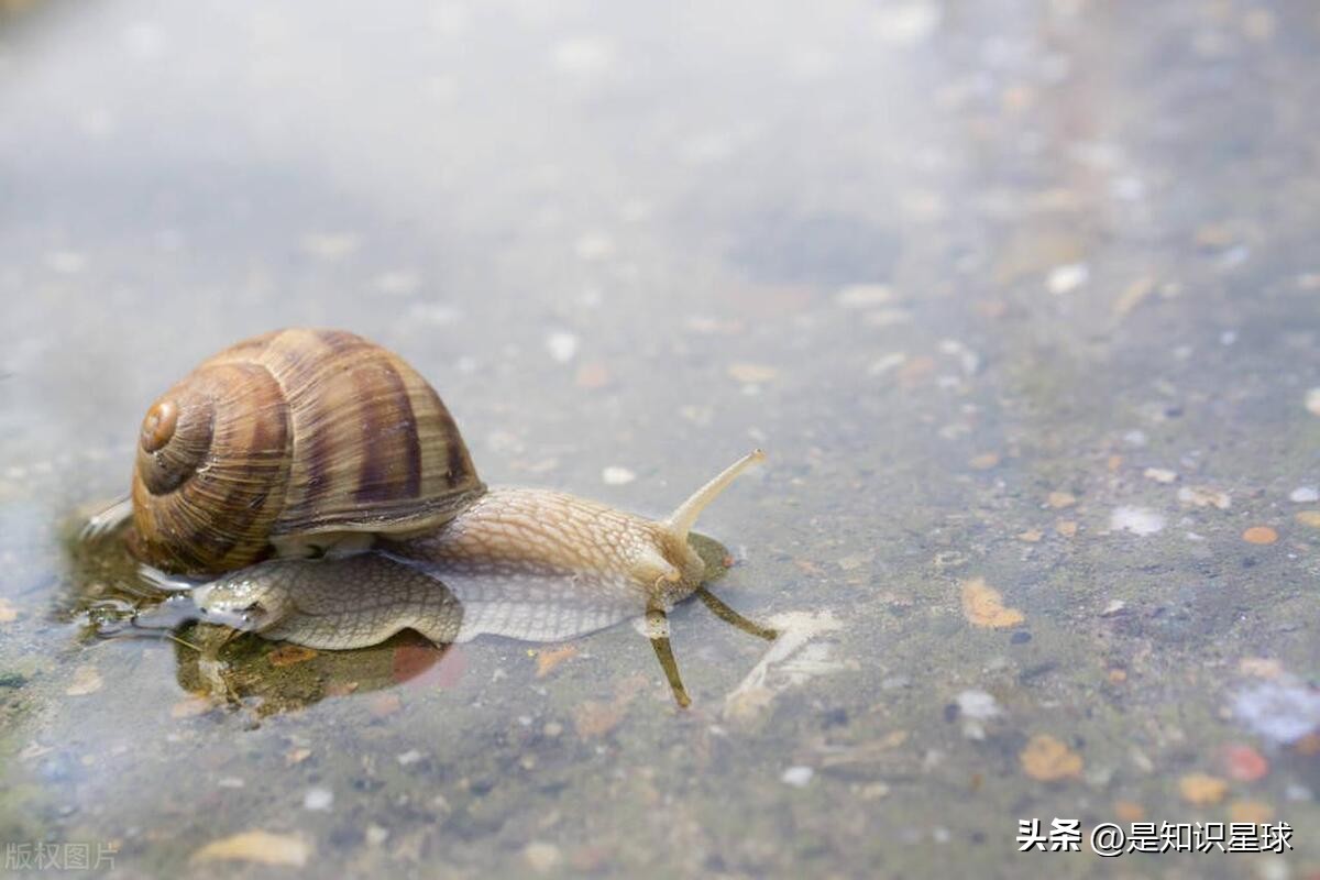 熊猫指头的特点,熊猫手指有几个指头