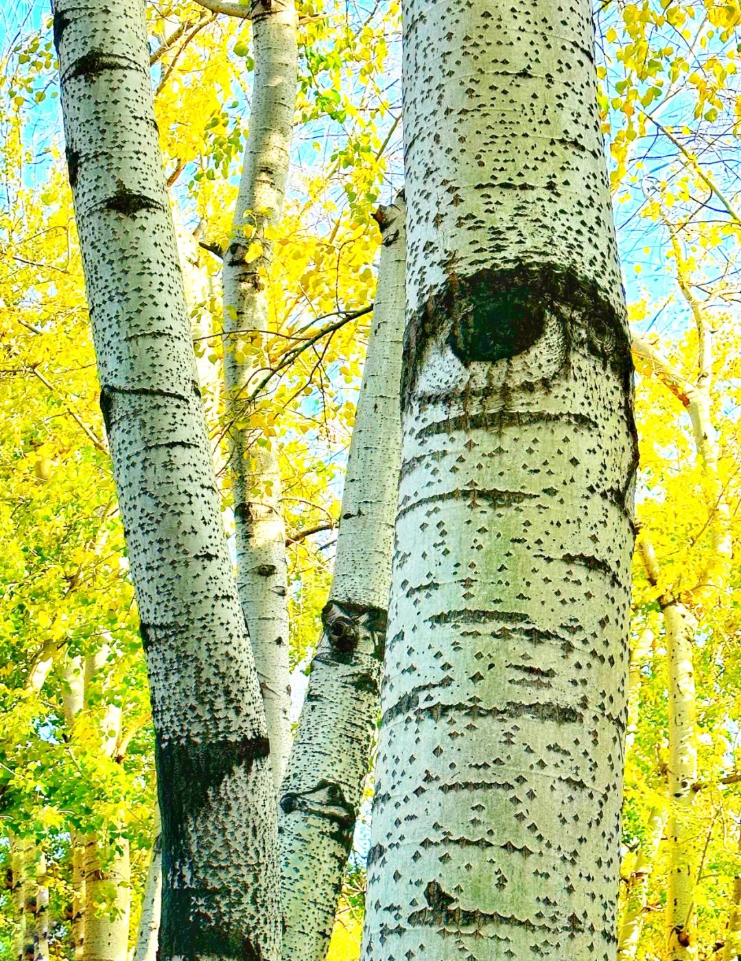 美丽的人民日报大院，我们温暖的家