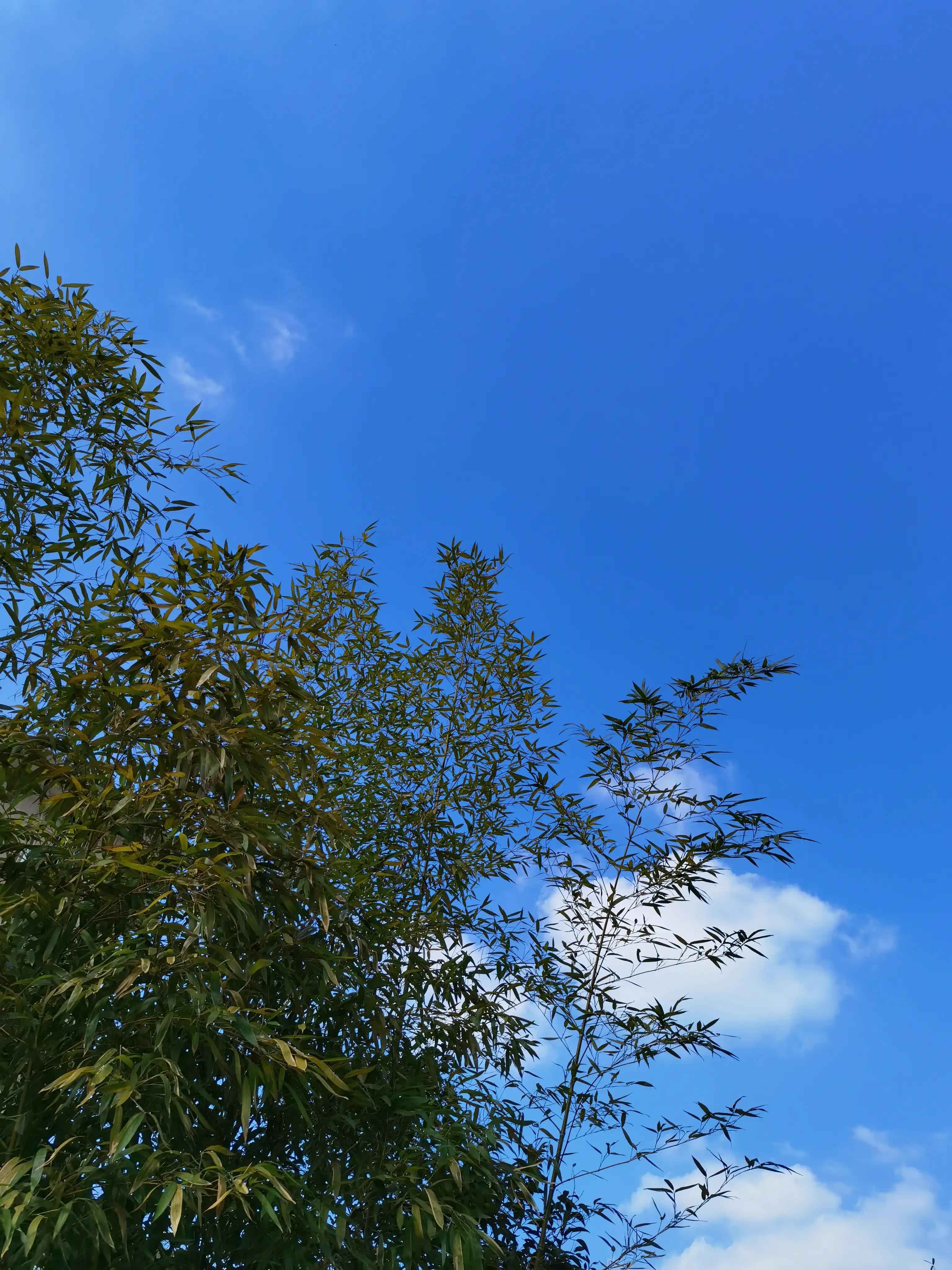 婴语奶声奶气,婴语声音视频