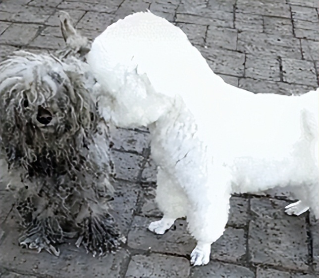 狗狗的卫生,狗狗的牙齿有什么注意事项