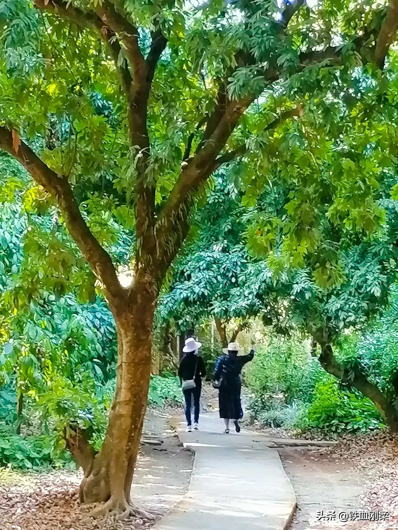 西双版纳景洪市有哪些景点,西双版纳景洪市旅游景点