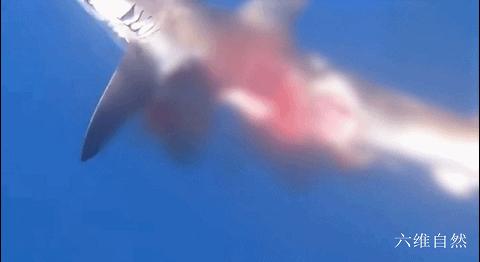 西班牙将一条黑鳍鲨放归海洋，却被其它鲨鱼攻击，被啃半个鲨鱼身