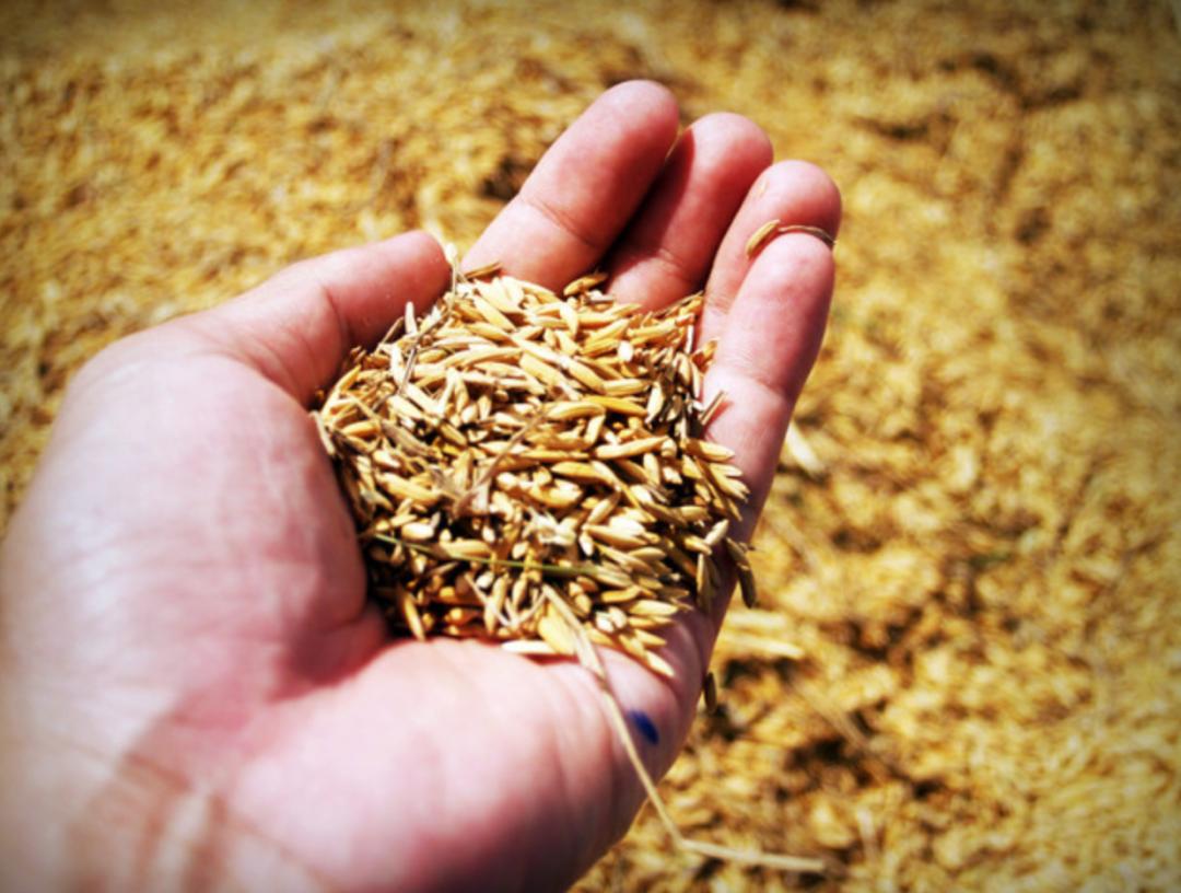 农业期货保险新模式,农民怎么参与保险期货模式