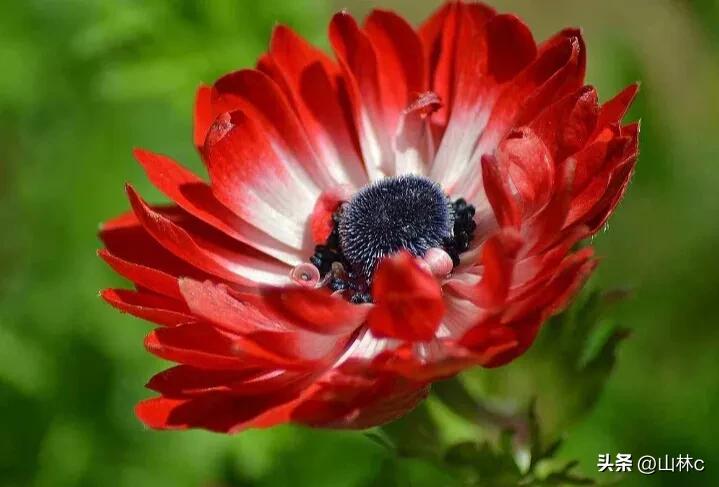 鲜花五彩缤纷争奇斗艳,最美鲜花一年四季都在争艳怒放