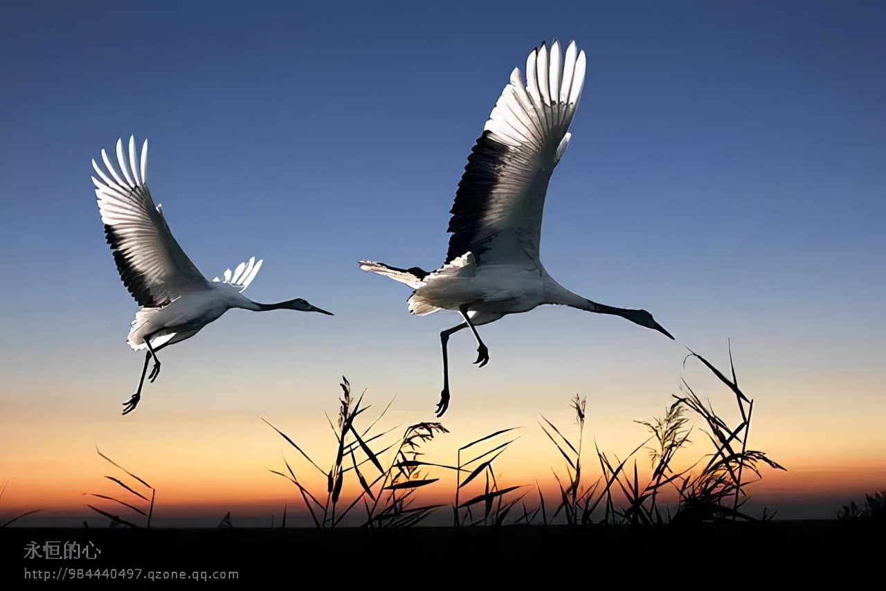 典故诗话478鹤收仙箭乘船风顺