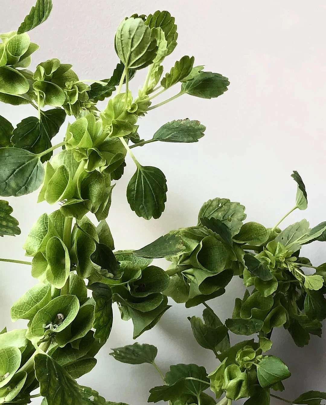 花艺教程花材打理知识,花艺教程常用花材及叶材有哪些