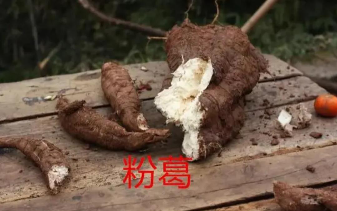 葛根在美国有多厉害,美国花50亿清理葛根