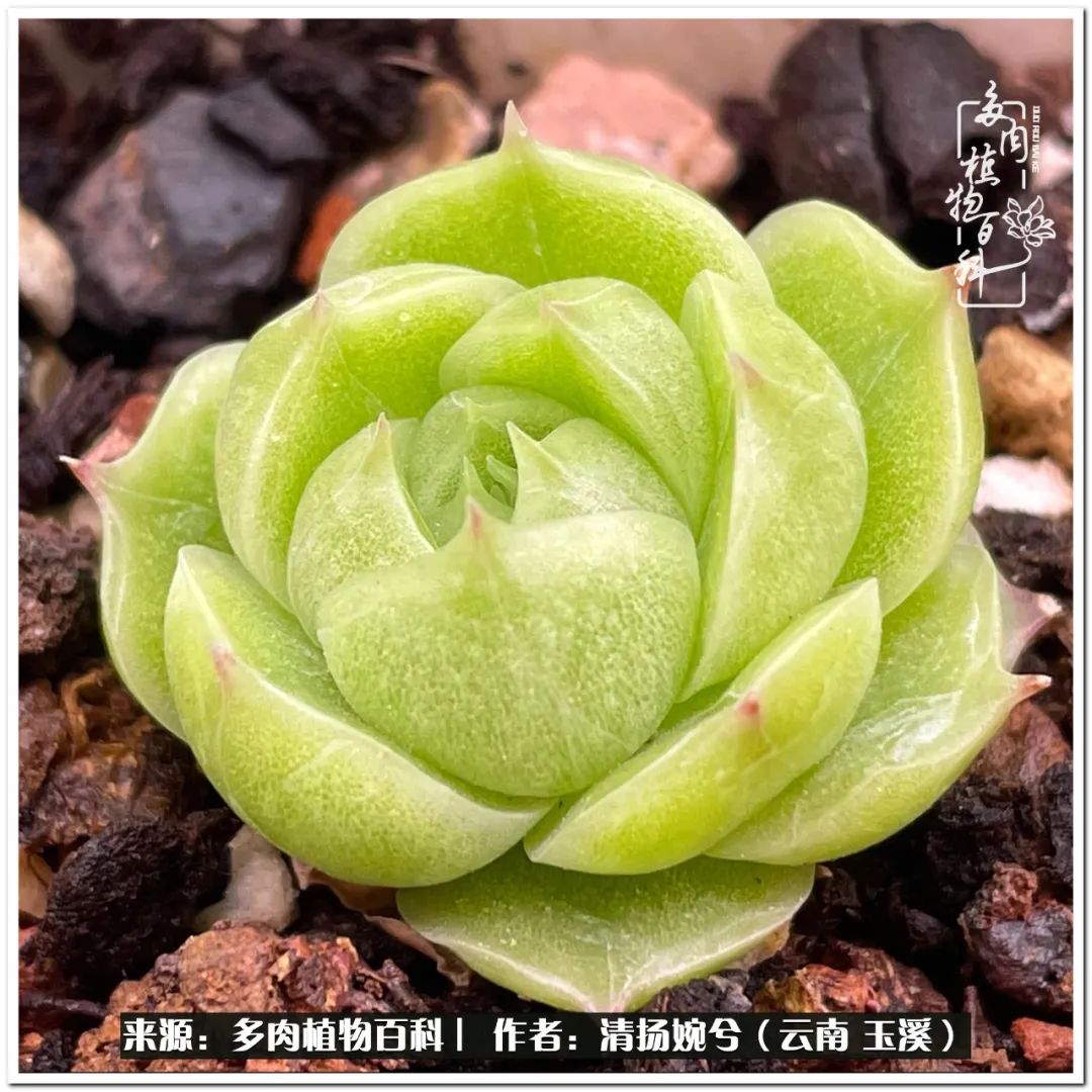 夏天好养颜值高的多肉,可爱的小多肉