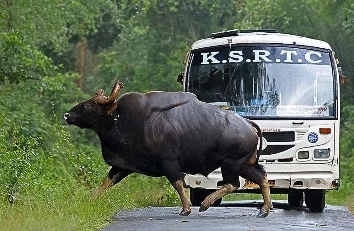 云南野外惊现濒危牛魔王,云南野生牛魔王