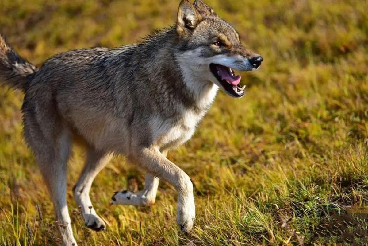 狼和母羊爱情故事,狼与羊的爱情故事