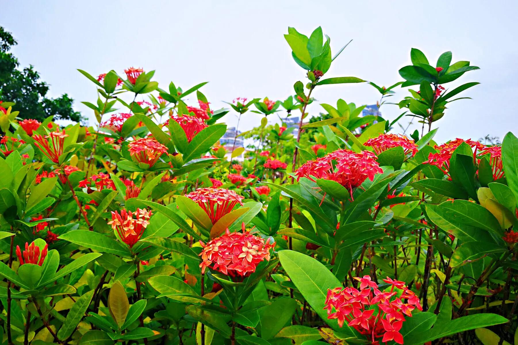 美丽的龙江河,美丽的草原我的家