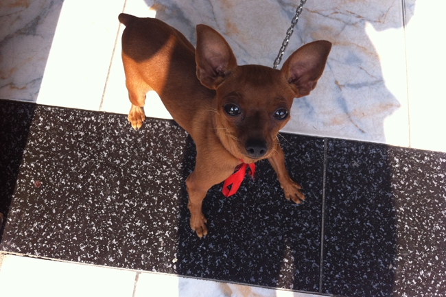 小鹿犬哺乳期上吐下泻是怎么回事,小鹿犬上吐下泻尿血