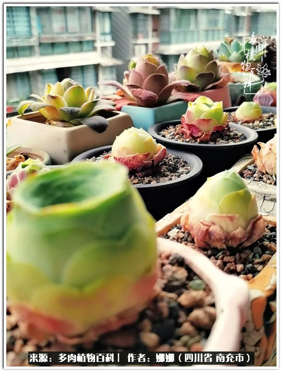 带刺的玫瑰阳台多肉,开花的玫瑰多肉