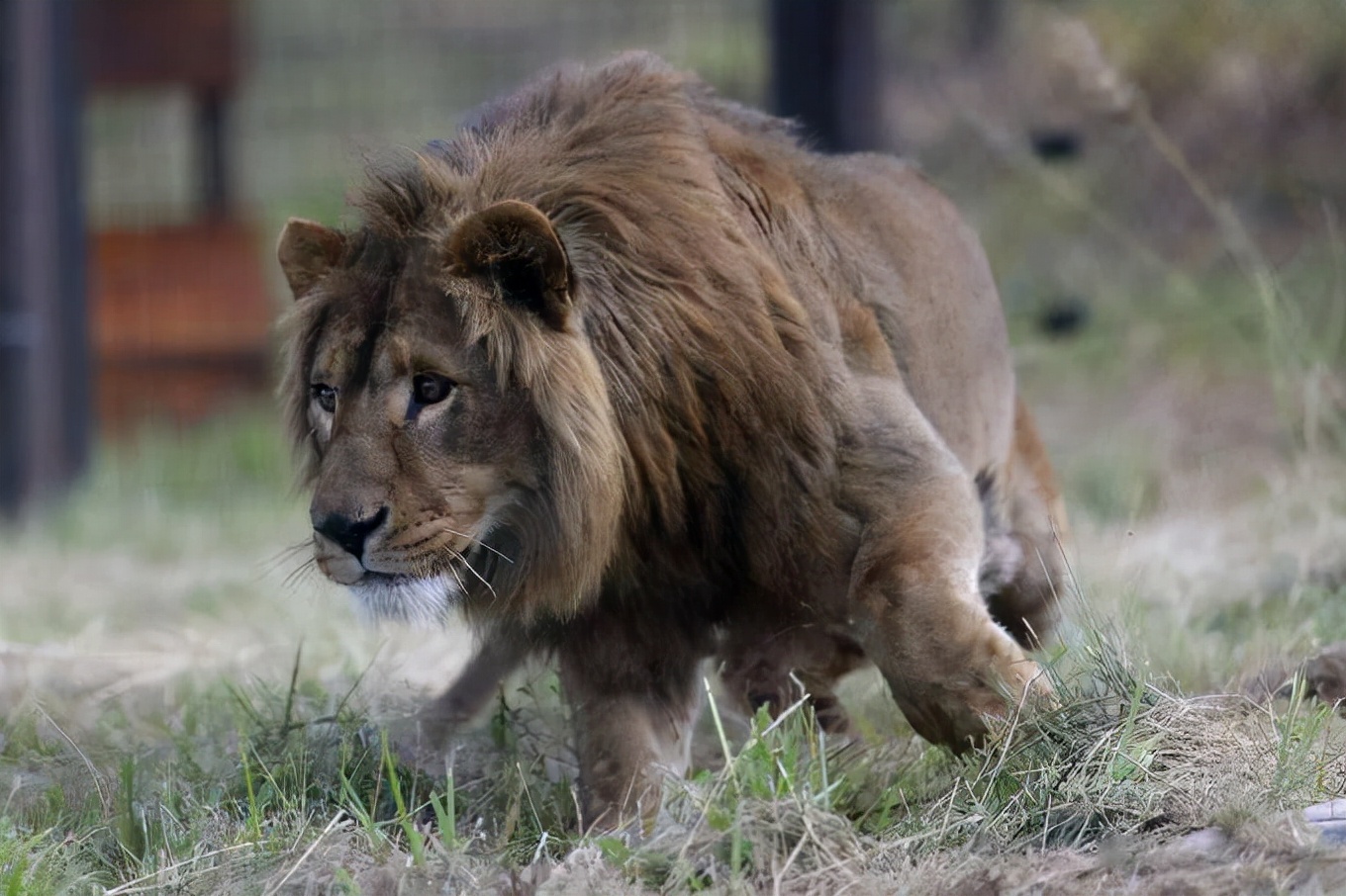 东北虎遇到非洲狮，谁才是陆地王者王者之间的对决
