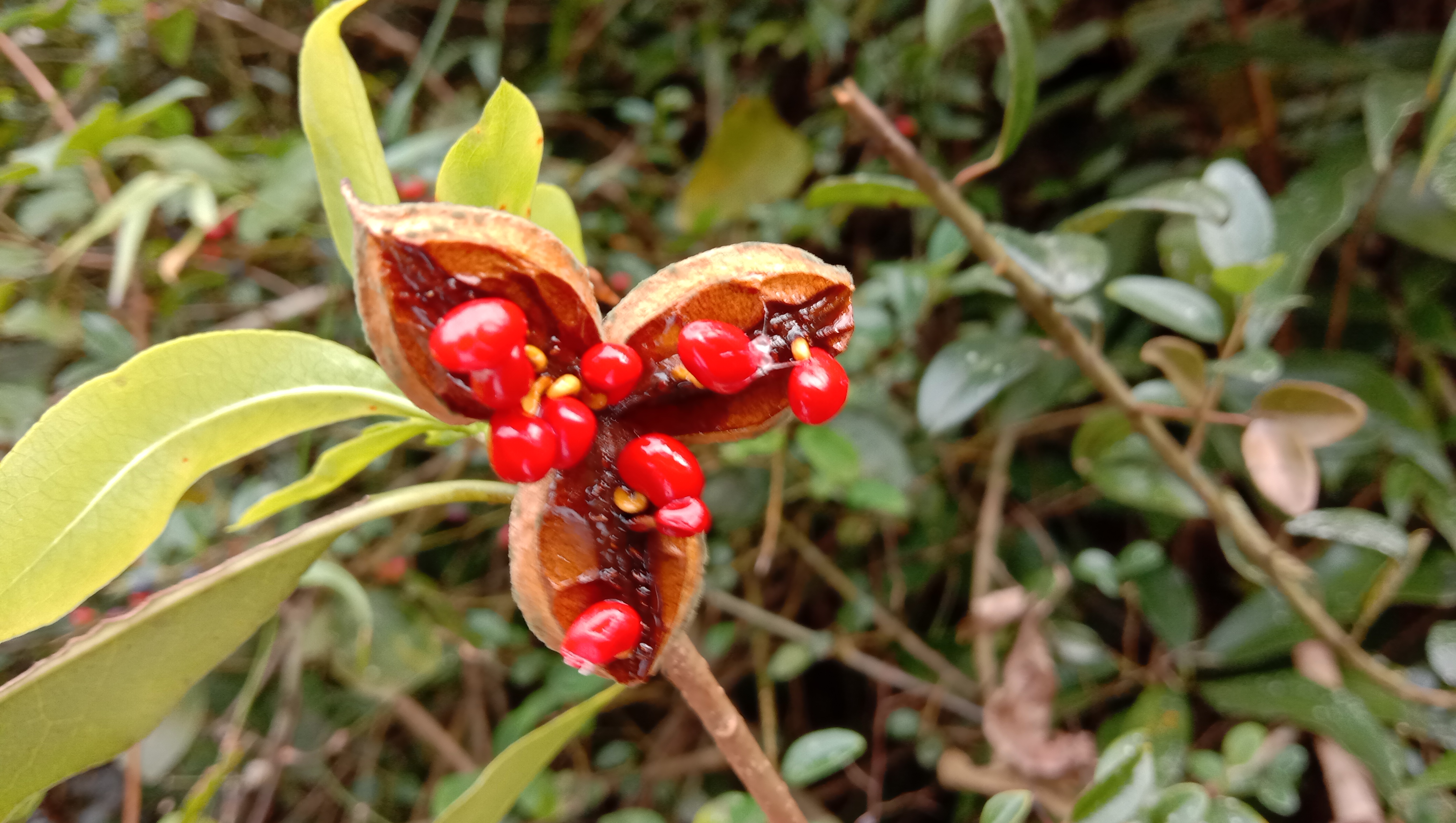 颜值这么高的崖花子没人摘，叶子煮水洗澡，解皮肤痒之痛苦