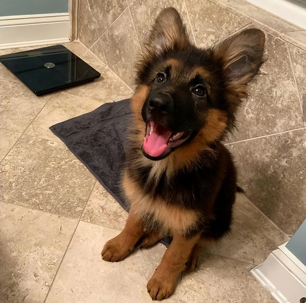 为什么德牧不适合家养,为什么德牧犬不看家护院