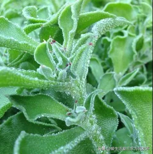 利润很吓人的冷门生意农村创业,农村挣钱最稳冷门生意